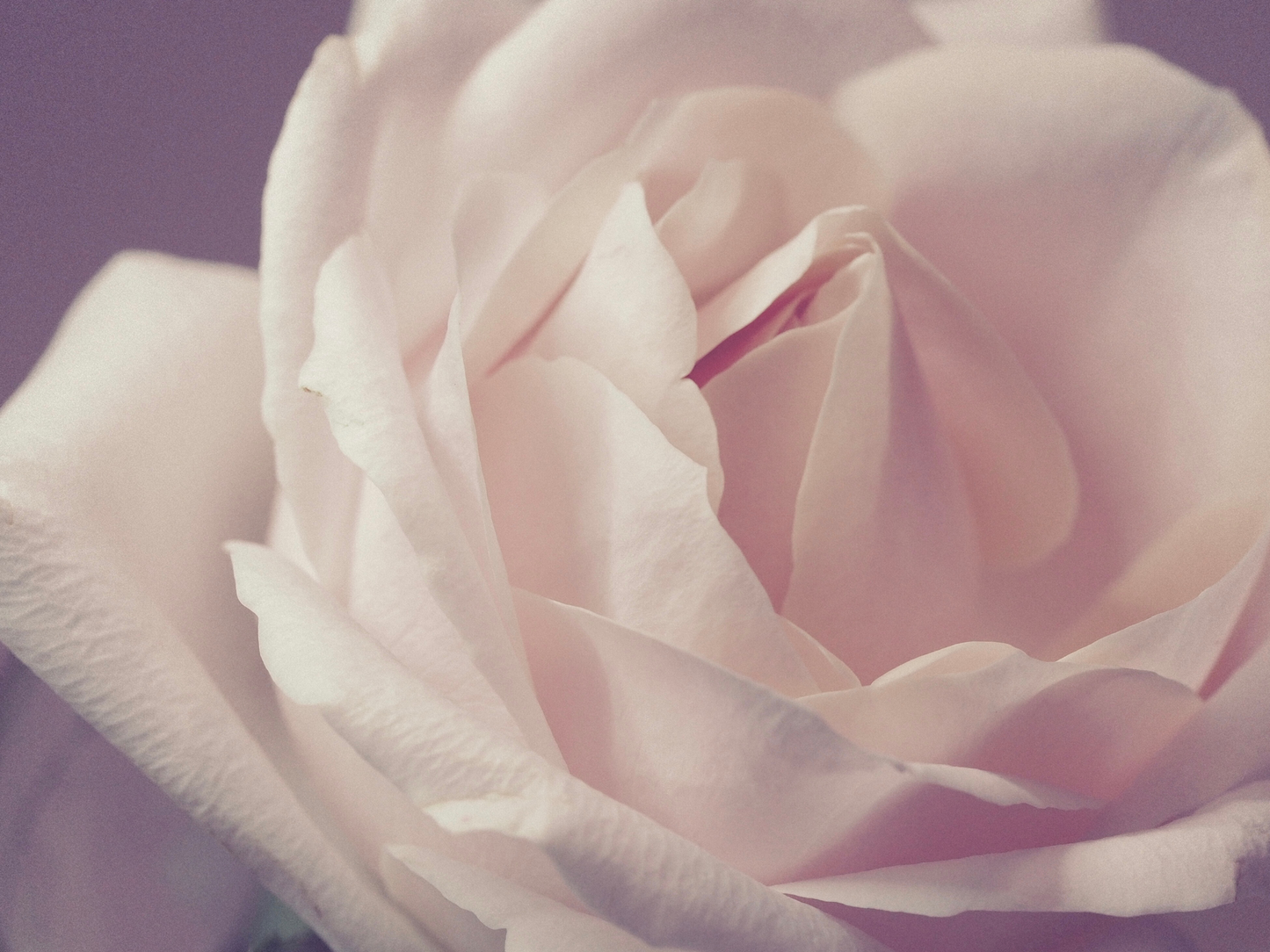 Tulle Lux Bridal Company